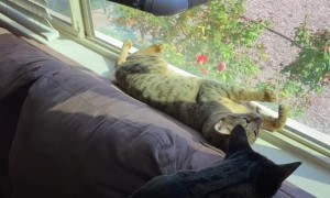 Clumsy Kitty Keeps Falling Down