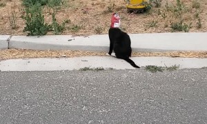 Helping the Cat Out of the Bag