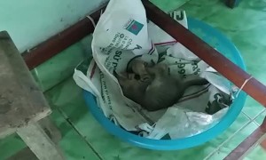 Kitten Thinks It's A Chicken