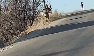 Deer Running Down the Road