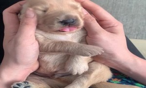 2 Week Old Pupper Gets a Head Massage