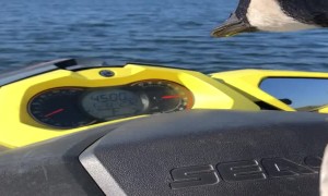 Peeps the Goose Has a Blast on a Jet Ski