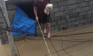 Pets Rescued From Fierce Flooding