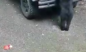 Baby Bear Falls Off Car during Snack Raid