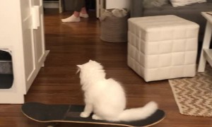 Yeti the Skateboarding Cat