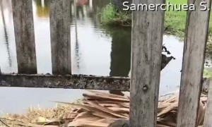 Lizard Battling Behind Fence