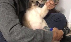 Adorable Puppy is a Professional Napper