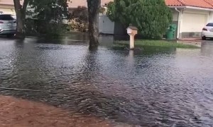 Catching a Fish in the Street During a Flood