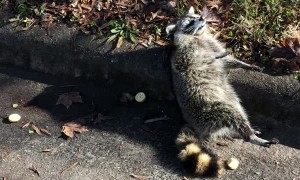 Rabid Raccoon