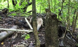 Los Buzos Guides Rescue Tamandua (Collared Anteater) From Fishermans Net