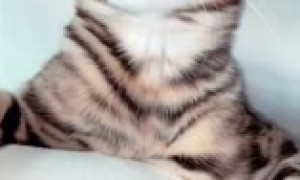 Just wait for this cat's last peek-a-boo jump