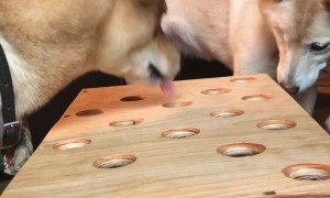 Doggy Frustrated by Hiding Hot Dog