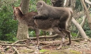Monkey Violates Deer in Japan