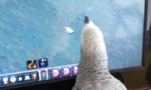 Gamer parrot really wants to be part of the action