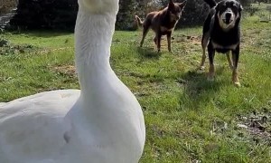 Goose and Dogs have a Discussion