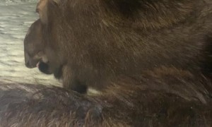 Moose Share a Pumpkin on the Porch