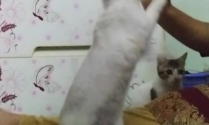 Rabbit Doing Tricks