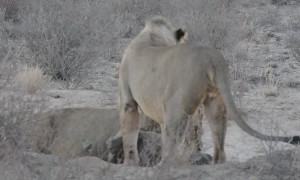 Lions Hunt a Brown Hyena