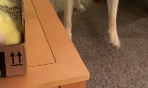 Doggy Excitedly Opens His New Toy