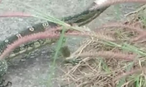 Couple Help Remove Can From Lizards Head