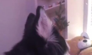 Adorable - husky and cat