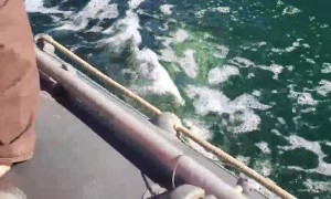 Killer Whales Accompanying Fishing Boat After Work