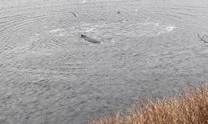Whales Frolic on Alaskan Shoreline