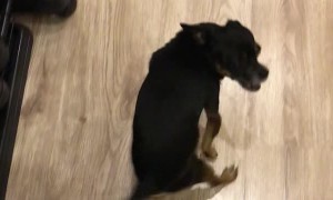 Dog Makes Funny Noises When Owner Returns