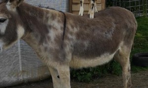 Goat Goes for a Ride on Donkey's Back