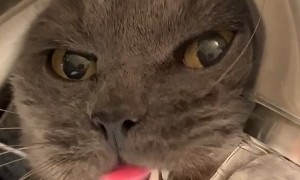 Cat Struggles to Drink from Sink