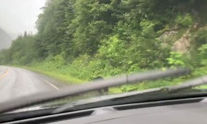 Bear Races Across Road in Front of Car