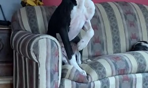 Great Dane is Scared of Harmless Bunny