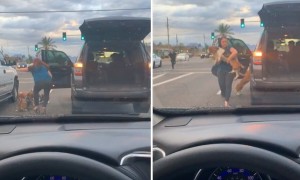 Lady gets out of her car to save stray dogs from traffic