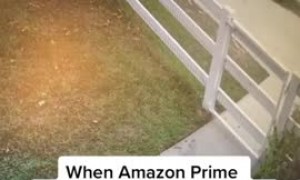 Epic Amazon fail: Delivery driver runs from giant (friendly) dog