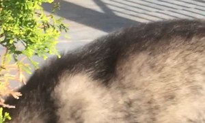 Cat Stretching in the Sunlit Window