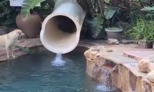 Doggy Slide Down Waterslide Backwards