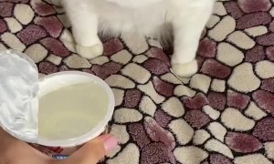 Cat Gags Smelling Sour Cream