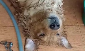 Happy Dog Loves a Good Bath
