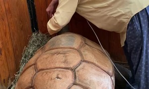 Old Friend and His 200 Year Old Tortoise Ozzy