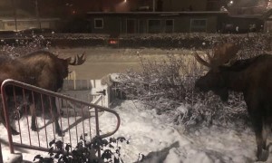 Moose Have an Early Morning Hangout in Front Yard