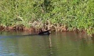 Black Bear Enjoying a Treetop Snack