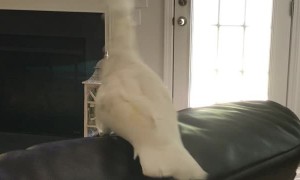 Parrot Picks on Pooch