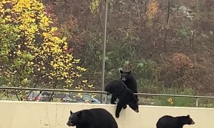 Bears Stroll Down Road in Gatlinburg