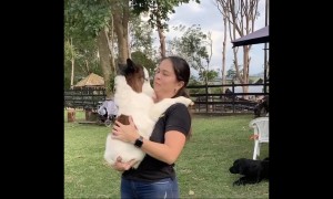 Cuddling a mini horse is the cutest thing ever 