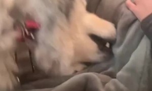 Alaskan Malamute Learns He's Adopted