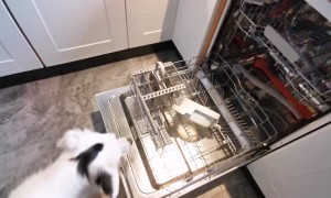 Clever Doggy Learns to Load Dishwasher