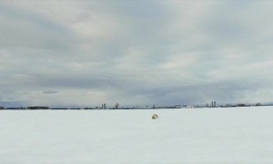 Snowy Owl Swoops in for Mouse