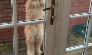 Kitty Clings to Doorknob To Be Let In