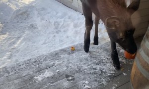 Baby Moose Lunch Date