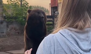 Bear is Better than Human at Catching Ball
